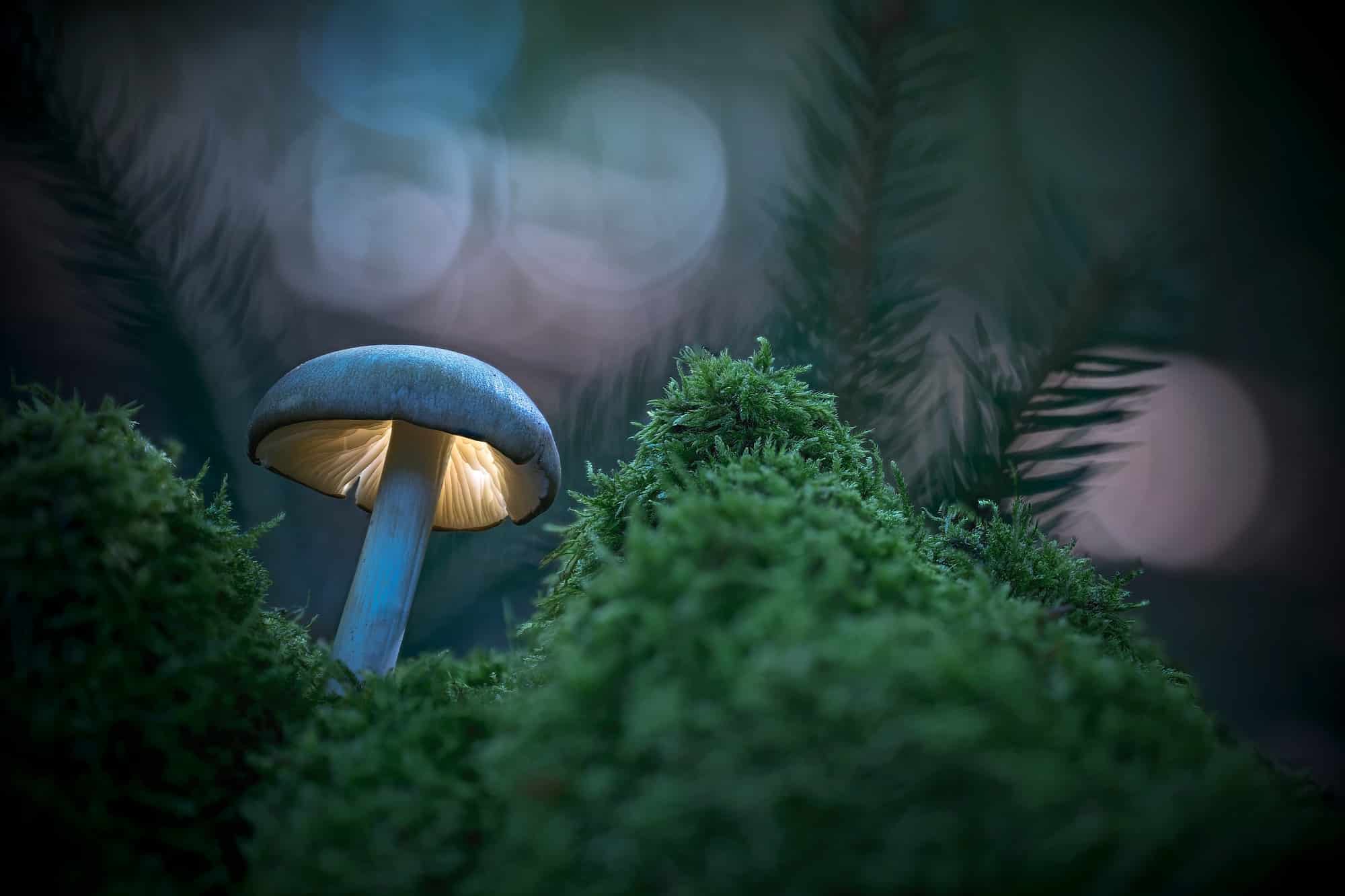 Mushroom, glowing fantasy world in the evening forest