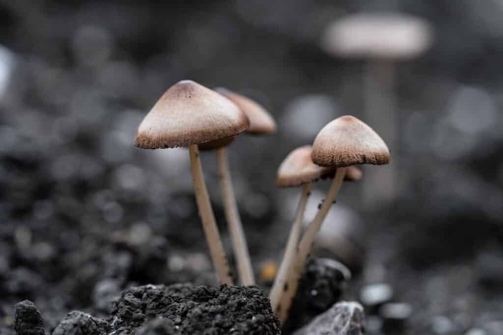 Nature small fungus mushroom (Do not eat).