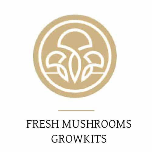 Fresh mushrooms grow kits