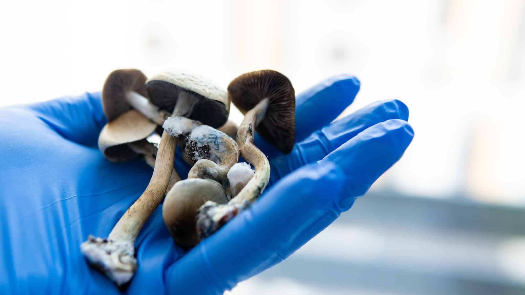 medical research on psilocybin mushrooms for mental health treatment